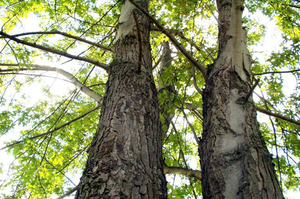 100-tysięcy drzew na 100-lecie niepodległości Polski