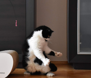 Świętokrzyski superkot już wybrany! Oto on