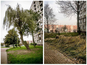 Nie rozszumi się wierzba płacząca, bo ją ścięli