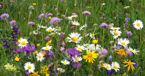 Radni pytają o obiecane łąki kwietne