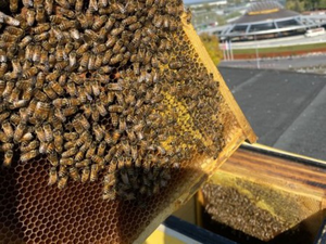 Profesor pyta studenta. 