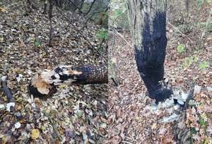 [INTERWENCJA] Rozbite szkło i drzewa pokryte czarną mazią. Wandalizm, czy nieumiejętna chęć pomocy?