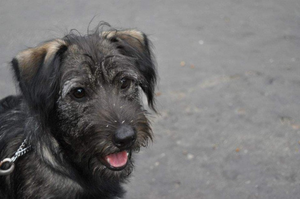 [INTERWENCJA] Rzucali petardami w psa na osiedlu KSM. 