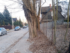 Ogromne drzewa - ogromny problem. Mieszkańcy ul. Przemysłowej poprosili o pomoc