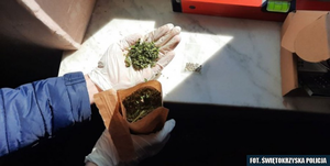 [WIDEO] Cztery narkotykowe aresztowania. Nielegalna uprawa pod Kielcami