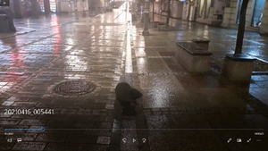 Nietypowy spacerowicz na ul. Sienkiewicza. Na przechadzkę wybrał się.... bóbr