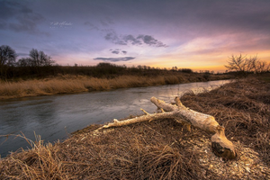 Bobry atakują! Jest ich coraz więcej