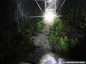 Nielegalna uprawa w powiecie opatowskim. Zabezpieczono niemal sto krzewów konopi