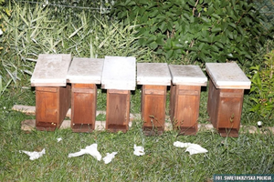 Martwił się o pszczoły, więc… je ukradł