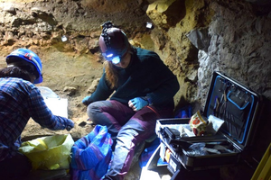 Bestiariusz plejstoceńskich zwierząt w Jaskini Raj