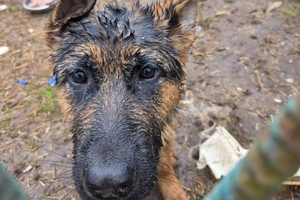 Policjanci uratowali psa, który wpadł do zbiornika na nieczystości