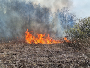 Wielki pożar lasu w powiecie staszowskim