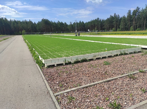 Pracowity czas w szkółce leśnej. Hodują tam miliony drzew!