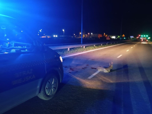 Ranne zwierzę czekało na pomoc w środku nocy