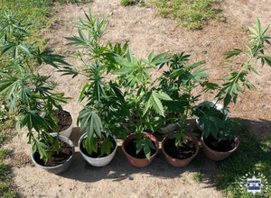 Kolejna narkotykowa interwencja. Tym razem zlikwidowano plantację konopi