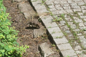 [VIDEO] Szczury na skwerze Żeromskiego. Co zrobi miasto?