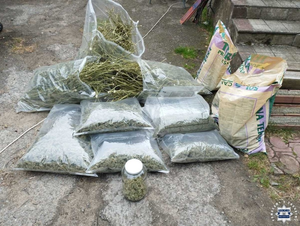 Nielegalna plantacja konopi. Zabezpieczono kilkadziesiąt roślin