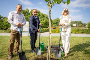 Platan i ławeczka na jubileusz osiemdziesięciolecia biblioteki