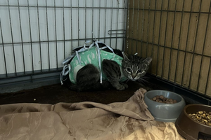 Ponad 80 kotów czeka na pomoc