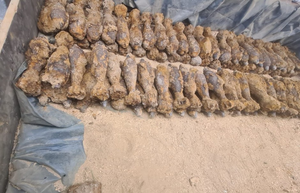 Ponad 160 pocisków artyleryjskich w Stopnicy