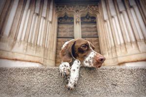 Niedziela Świętego Franciszka z modlitwą za czworonogich przyjaciół