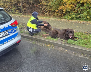 Psy błąkały się przy drodze. Pomogli policjanci