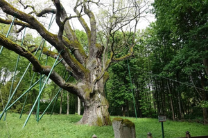 Zrzucił liście i… zasnął. Za „Bartkiem” zabiegi konserwatorskie
