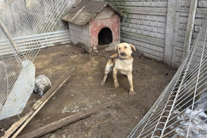 Wystarczył jeden telefon, by psy dostały drugą szansę