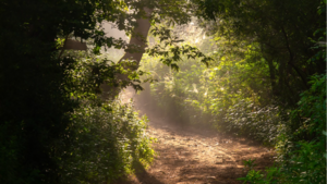 Świętokrzyskie Naturalnie: Leśne szkodnictwo to coraz większy problem