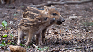 Nieproszeni goście na osiedlach. Dziki coraz śmielsze?