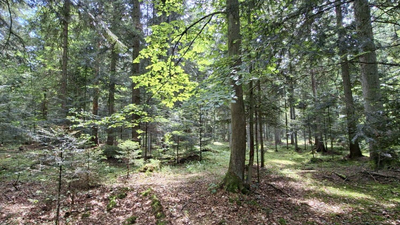 Nowy rezerwat w Nadleśnictwie Zagnańsk