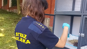 Strażnicy miejscy pomagają… rannym ptakom
